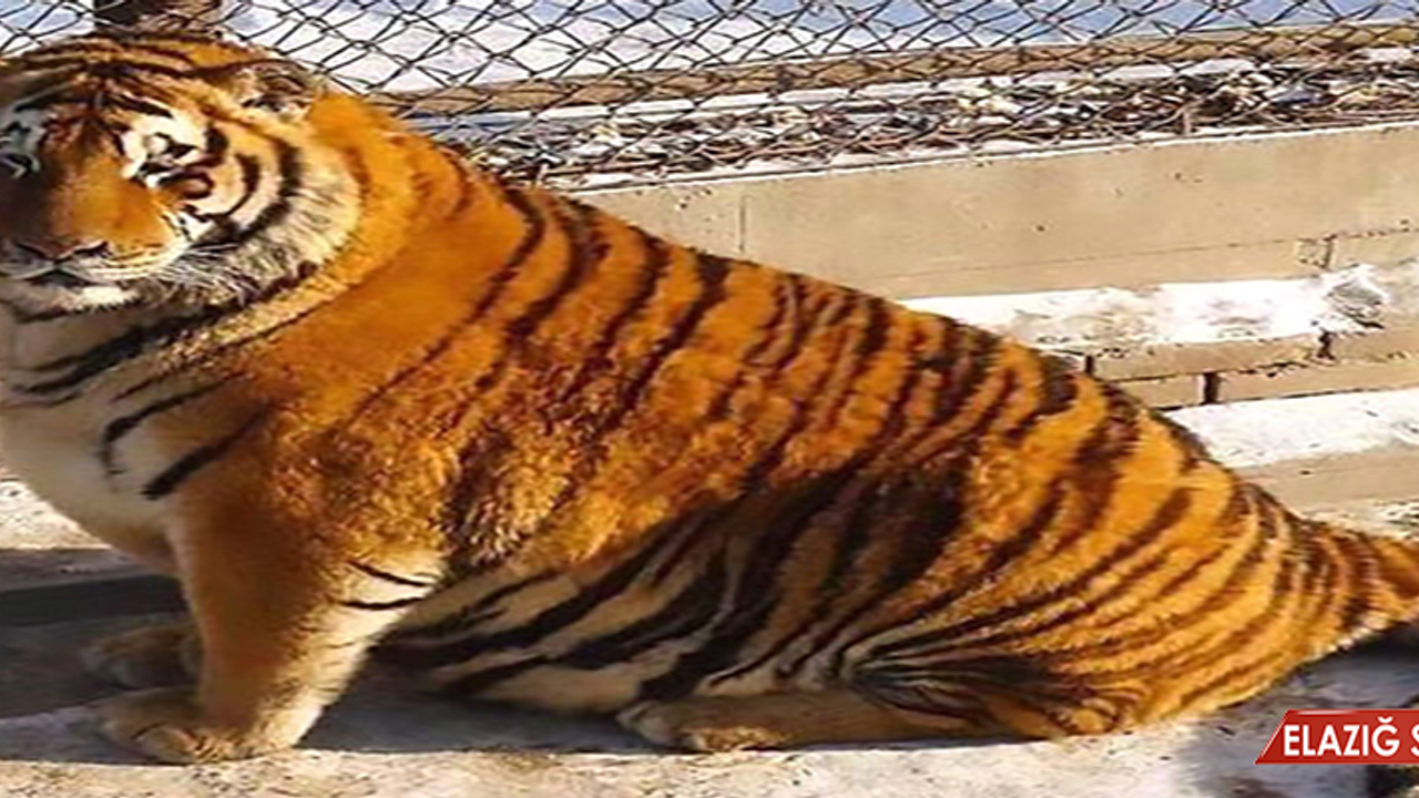 Hayvanat Bahçesindeki Obez Kaplanlar Sosyal Medyayı İkiye Böldü