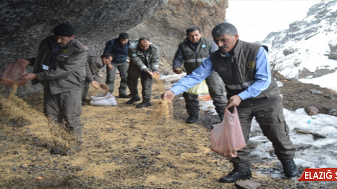 Yabani hayvanlar için doğaya yem bıraktılar