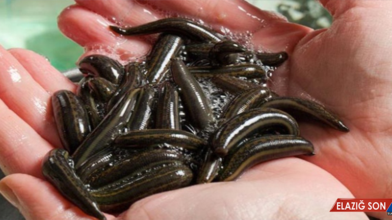 Sülük kaçakçılığına 10 yıla kadar hapis istendi