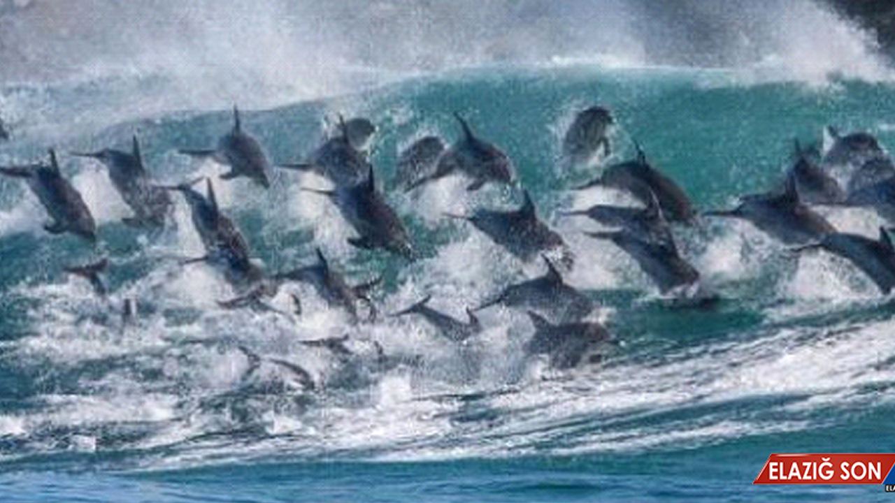 Balina Ve Yunuslar Düşündüğümüzden Daha Akıllı