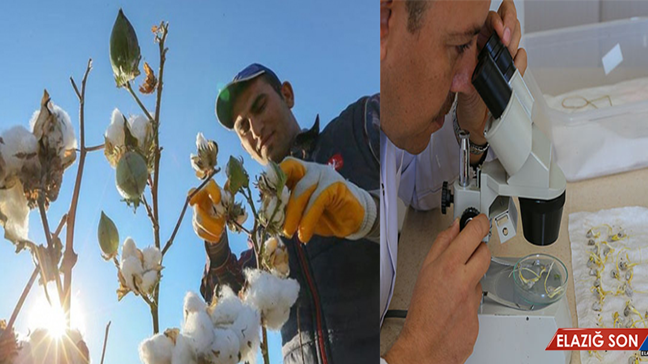GDO'suz Yerli Pamuk Veriminde Türkiye Lider Ülke