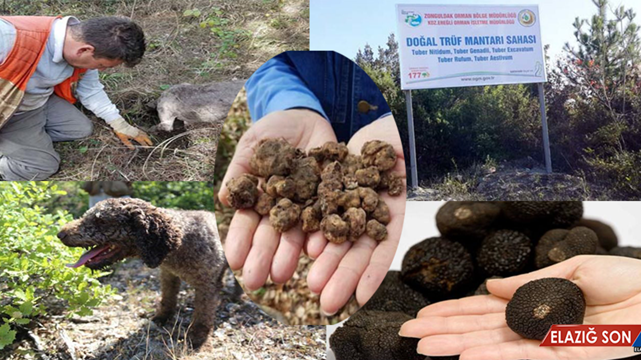 Zonguldak'ta Özel Eğitilen Köpekler Buldu