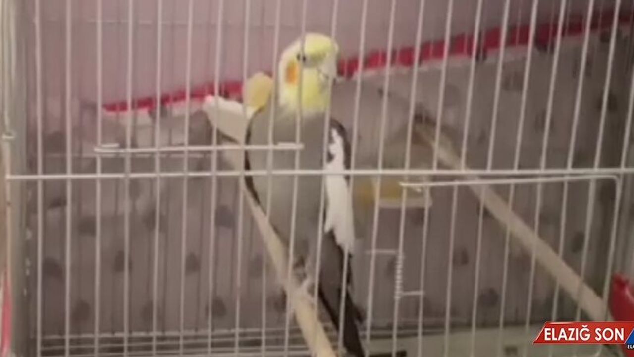 Bu Papağan "Türkiyem" Türküsünü Islıkla Çalıyor