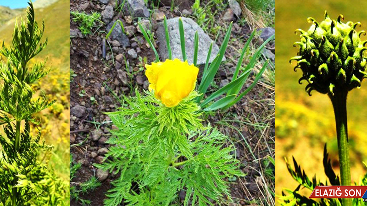 150 Yıl Sonra Görülen 'Kandamlası' Korumaya Alındı