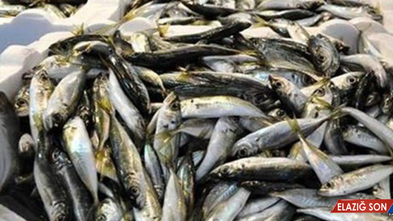 Karadeniz'de, Fırtına Balık Fiyatlarını Katladı