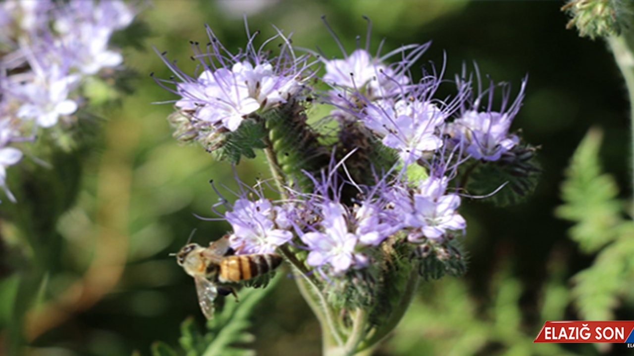 Arı Otu Bitkisiyle, Arı Sayısı ve Bal Üretiminde Artış Bekleniyor