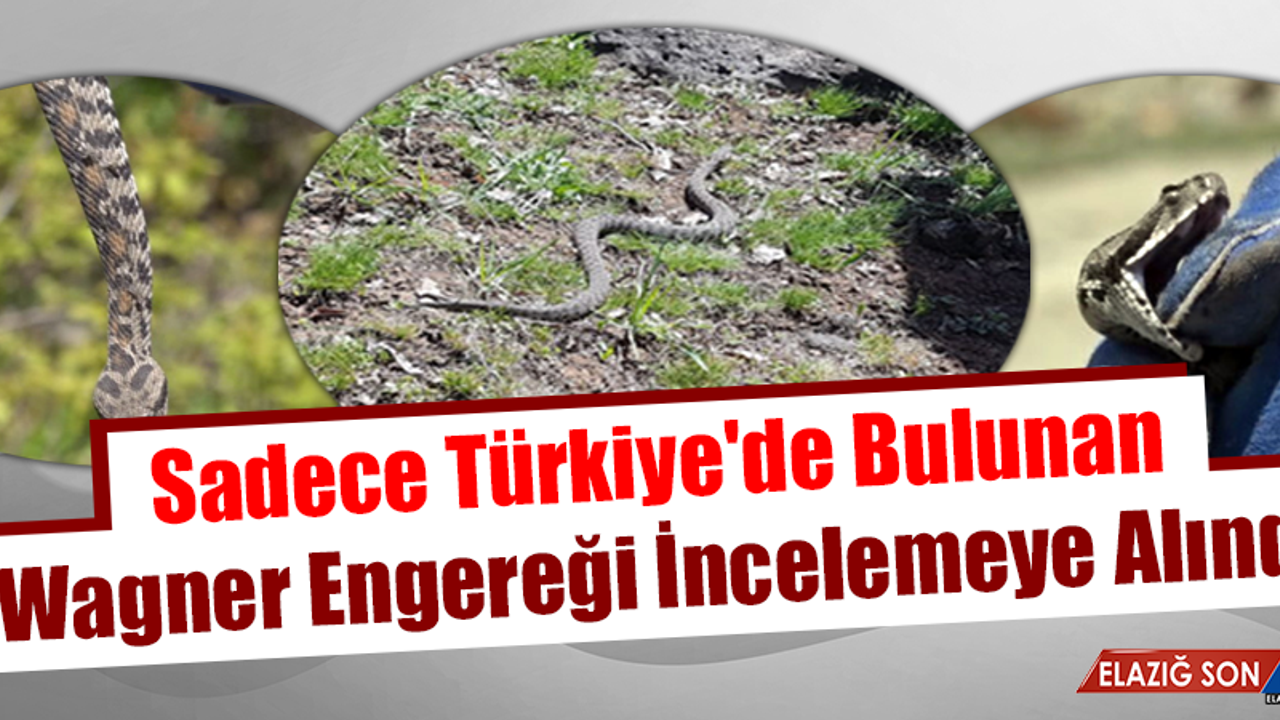 Sadece Türkiye'de Bulunan Wagner Engereği İncelemeye Alındı