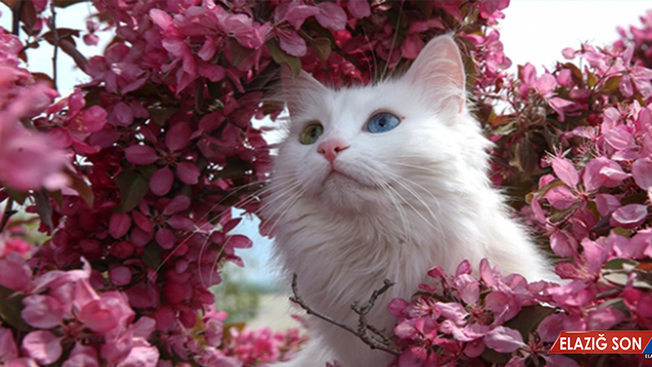 Van Kedileri İçin Özel Havuz Tasarlandı