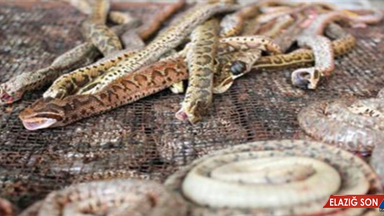 Yılan Zehri Anne Sütünden Çocuğa Geçti