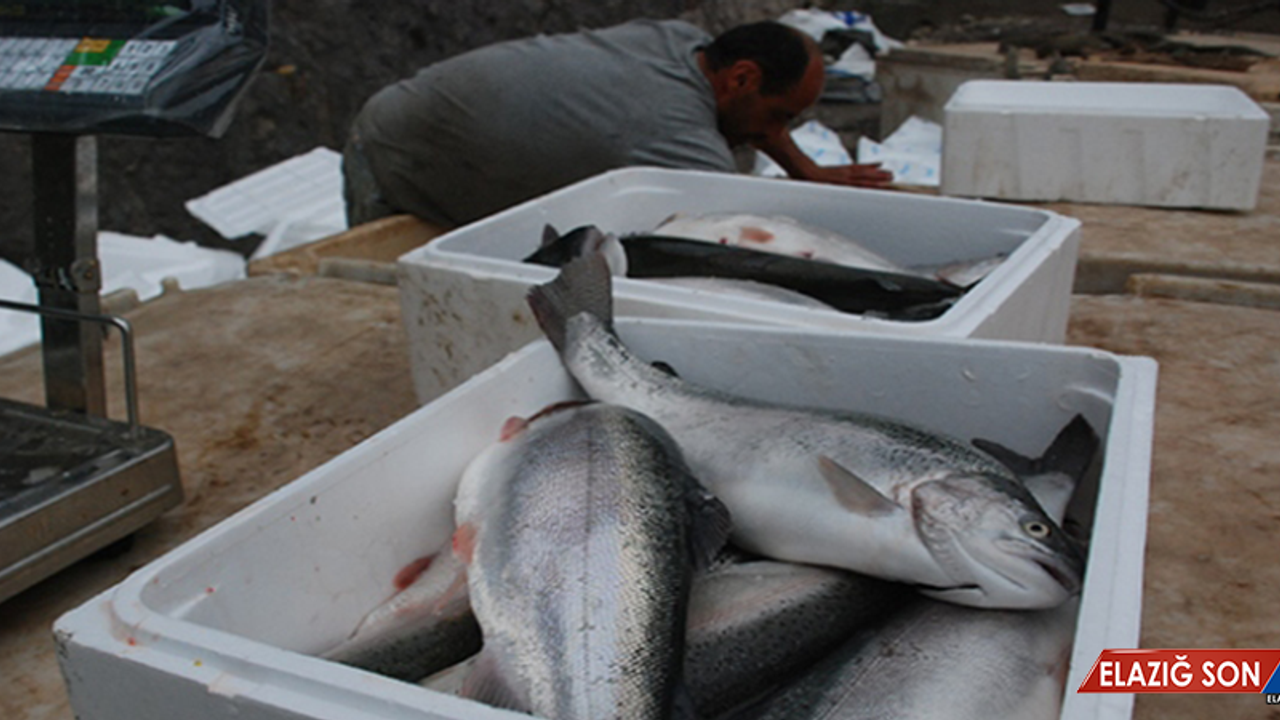 Tokat'ta Yetiştiriliyor Avrupa'ya Satılıyor