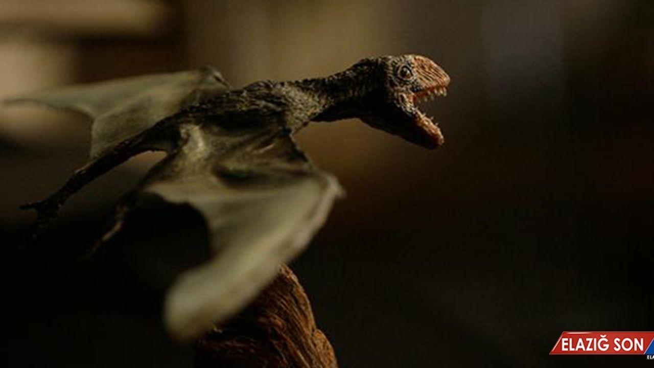 ABD'de Yeni Bir Uçan Dinozor Türü Keşfedildi