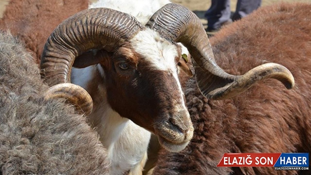 Küçükbaş Kurban Fiyatları Geçen Yıla Göre Artabilir