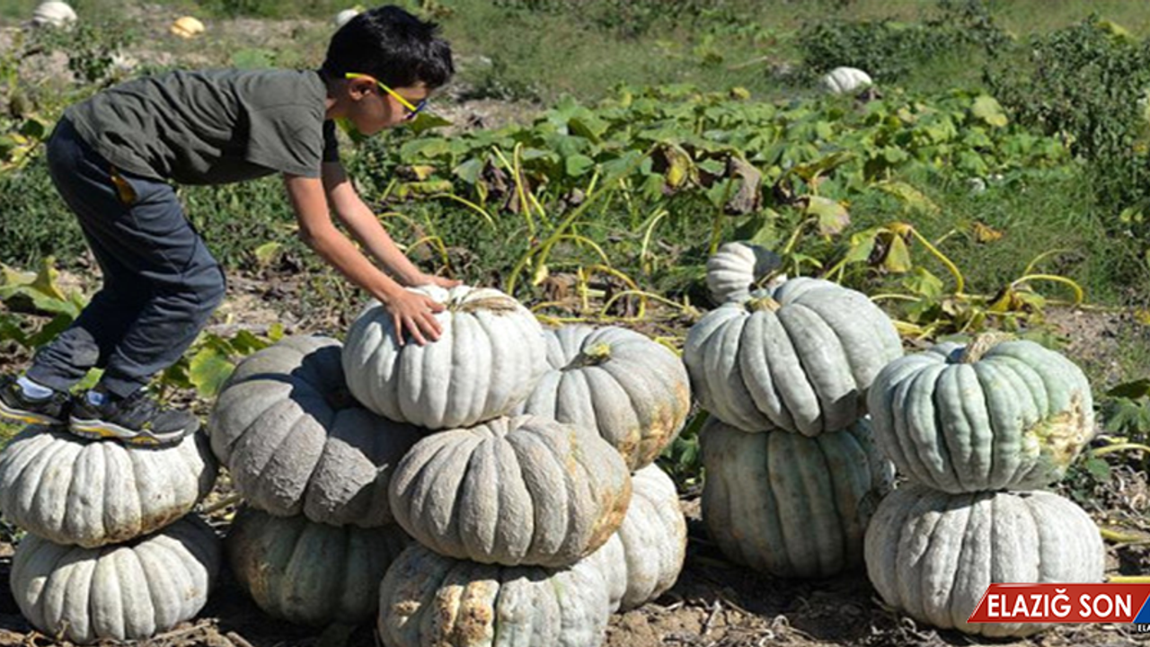 Bilecik'te Yetiştirilen Kestane Kabağı Daha Tarladan Toplanmadan Kapış Kapış Satılıyor