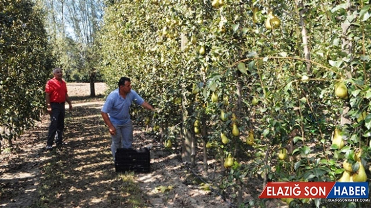 Meyve yetiştiriciliğinde köy halkına örnek oldu