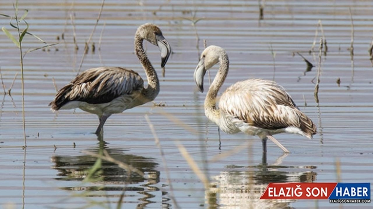Van'da Doğu'nun Kanatları Van Erçek Gölü 8. Flamingo Festivali