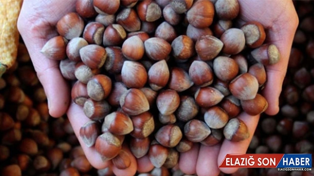 Fındık alımları 1 Kasım'da başlıyor