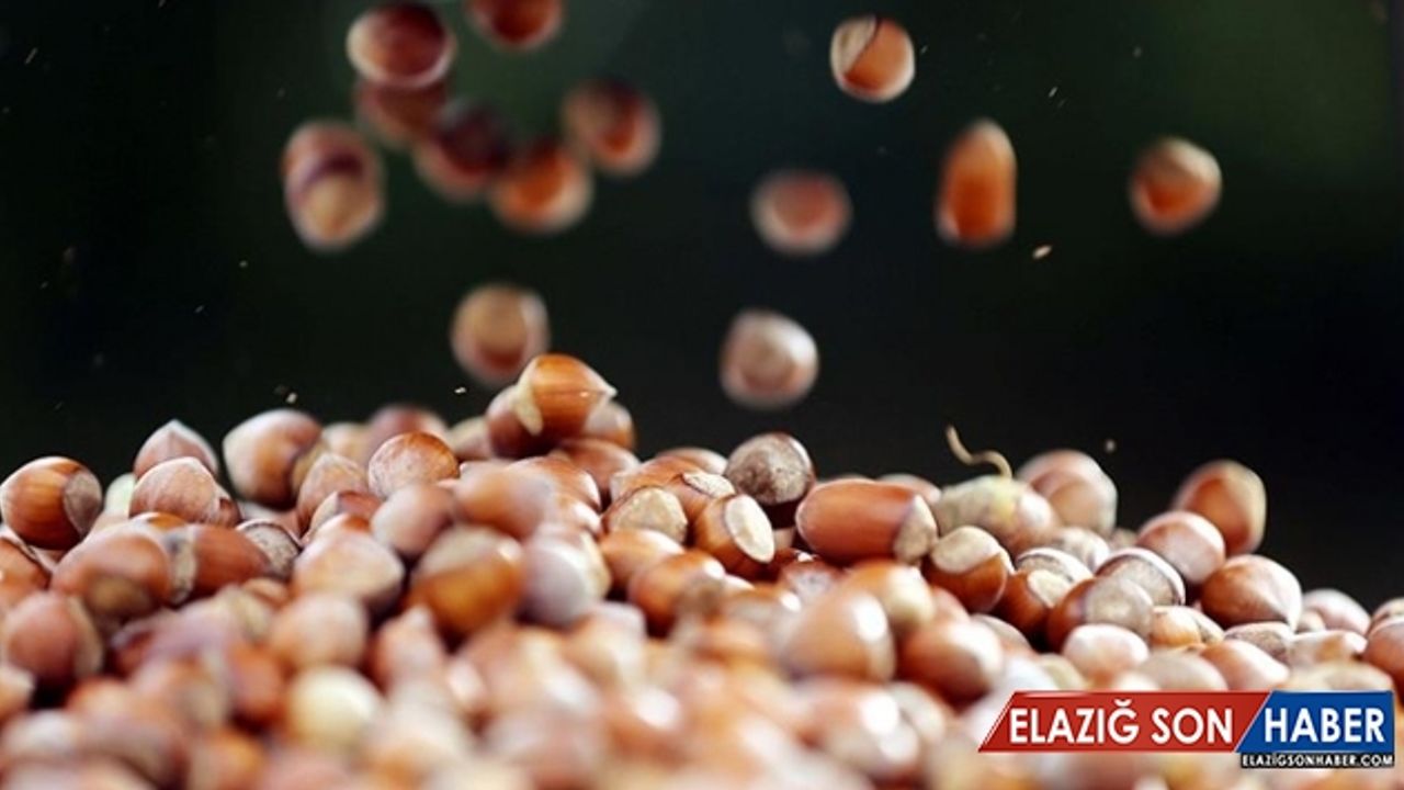 TMO 1 Kasım'dan itibaren fındık alımına başlayacak