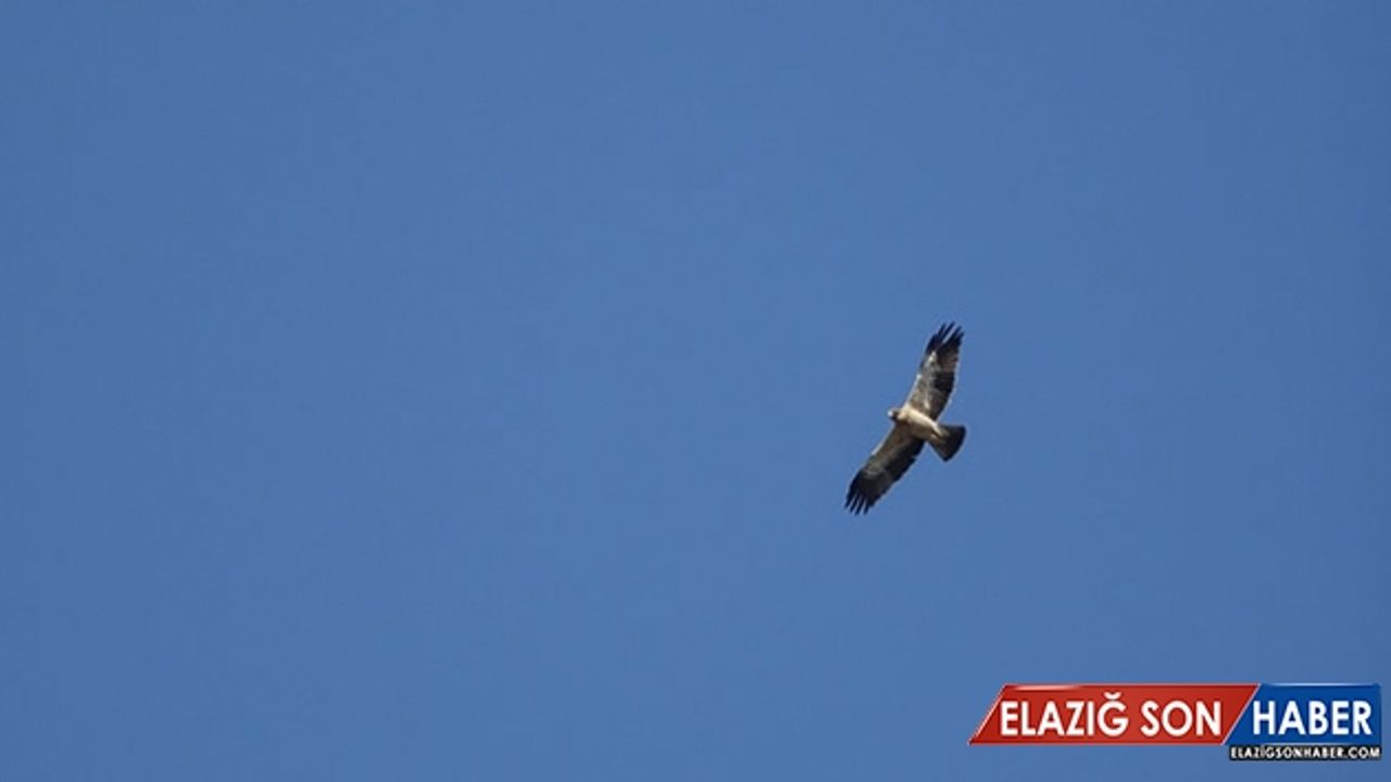 Türkiye'den Afrika'ya bir ayda 100 bin yırtıcı kuş göç etti