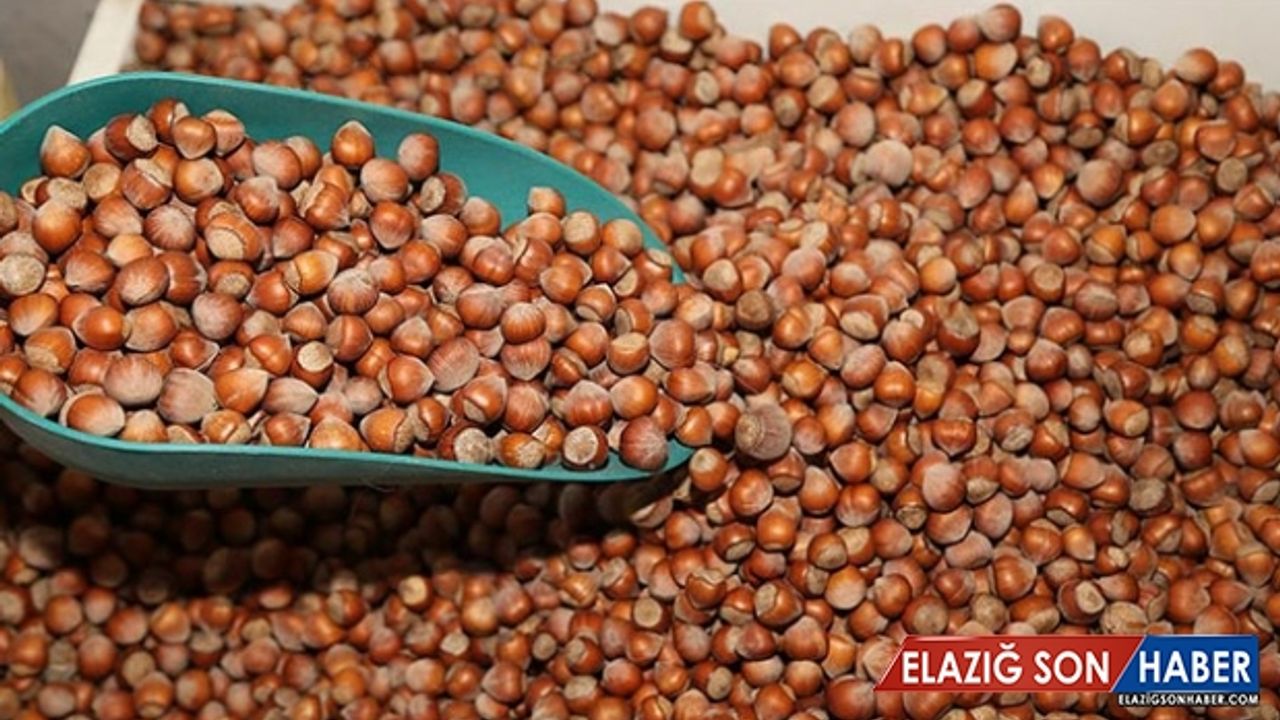 Türkiye'den 118 ülkeye fındık ihracı