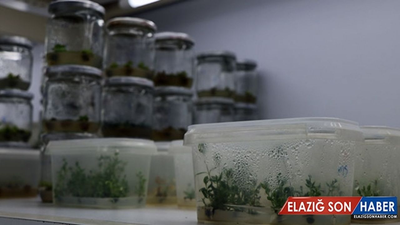 Ekşi karadutlar doku kültürüyle korunuyor