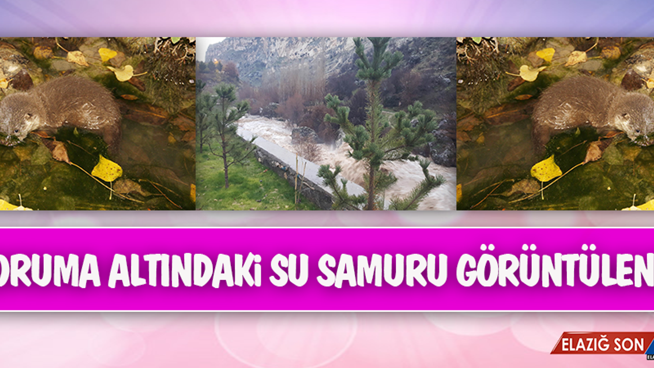 Koruma Altındaki Su Samuru Görüntülendi
