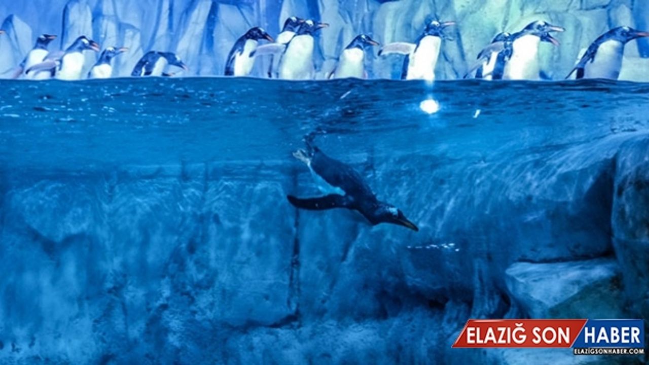 İstanbul Akvaryum gentoo penguenlere kucak açtı