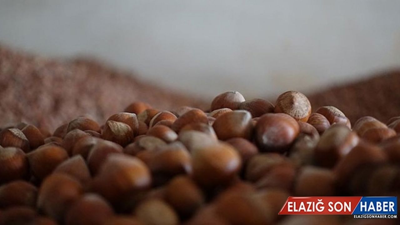 Trabzon'dan 67 ülkeye fındık ihracatı