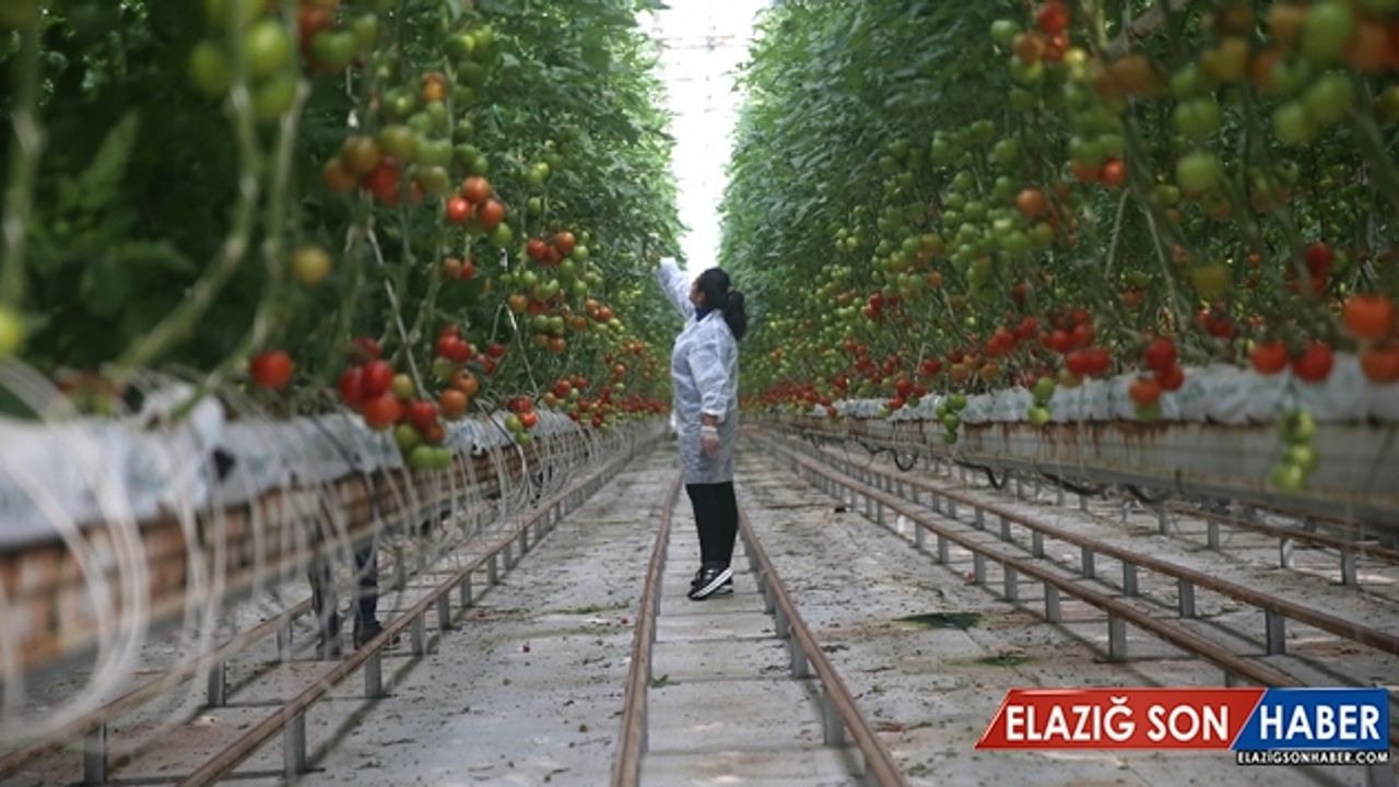 3 farklı borlu gübre geliştirildi