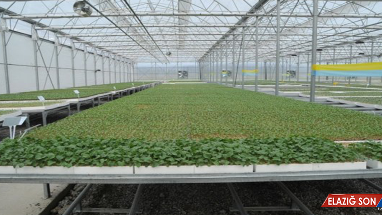 Bafra'da Kurulan Tesis, Tüm Türkiye'nin Fide İhtiyacını Karşılamaya Talip