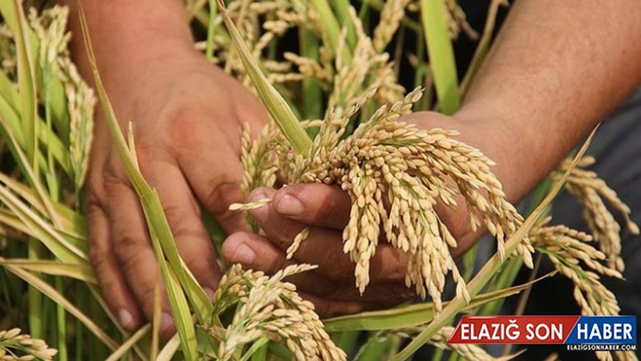 Bakan Pakdemirli'den çiftçiye müjde: TMO fiyatı yükseltecek