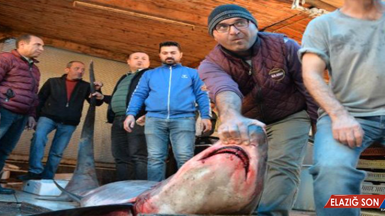 Mersin'de "Sapan" Cinsi Köpek Balığı Yakalayan Balıkçıya, Bin 635 Lira Ceza Kesildi