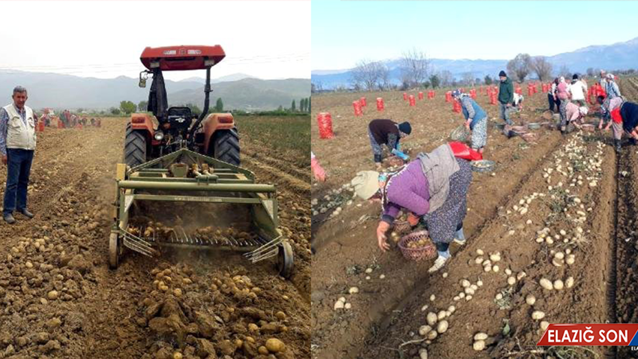 Patates Üreticileri: Fiyat 2,5 Liranın Altına Düşerse Zarar Ederiz
