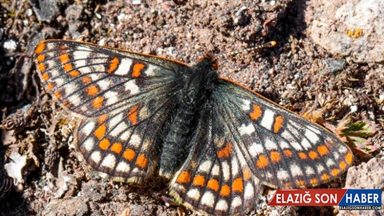 "12 bin yaşındaki" kelebek Ağrı Dağı'nda yeniden görüntülendi