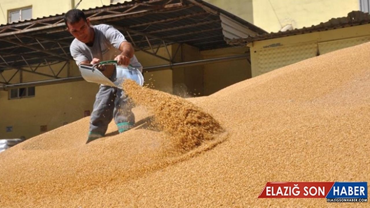 Güneydoğu'nun hububatı ABD ve AB'ye ihraç ediliyor