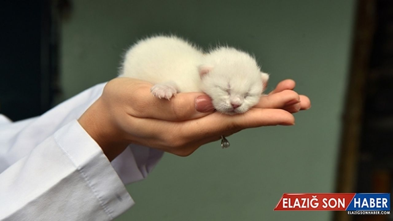 Sincan Hayvanat Bahçesi'nin yeni sakinleri dünyaya gözlerini açtı