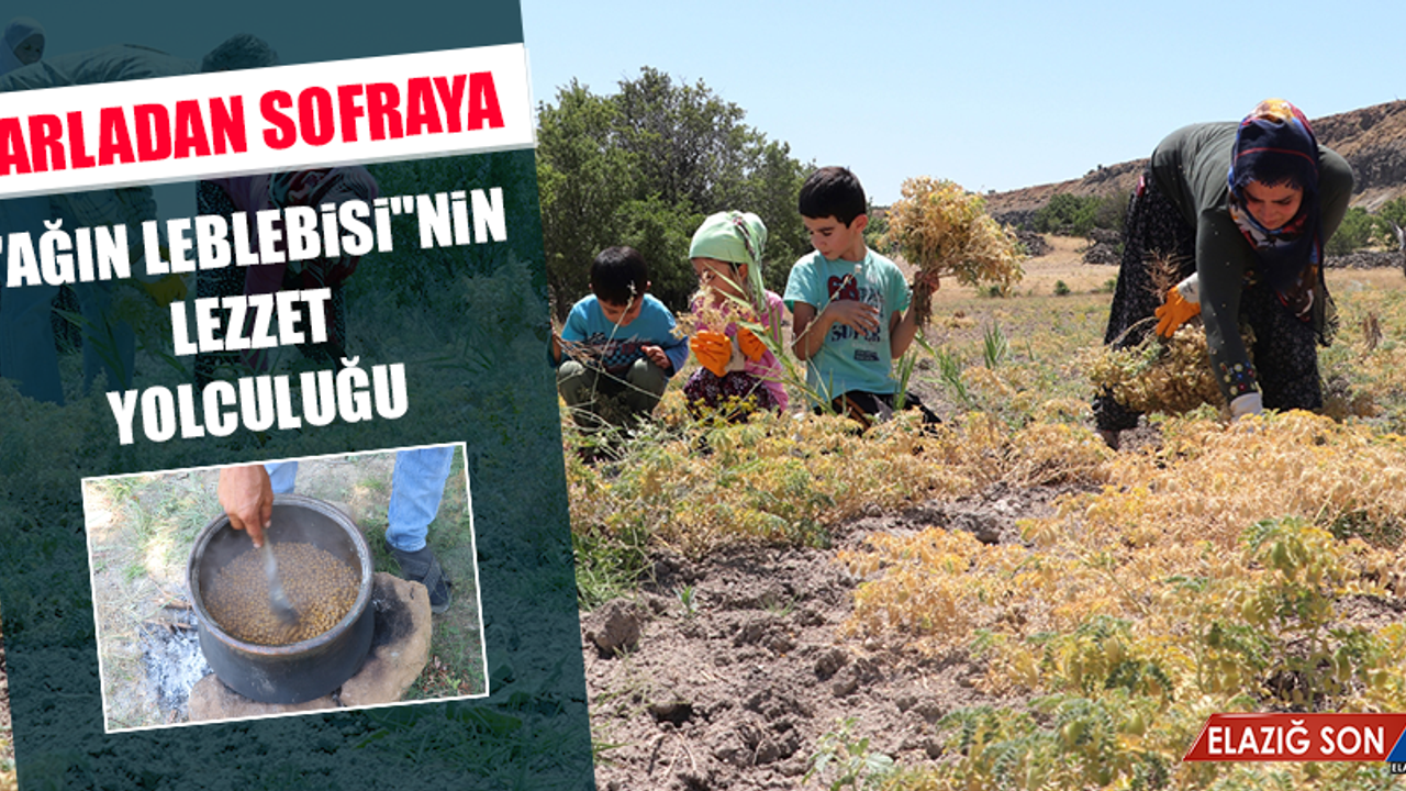 Tarladan Sofraya "Ağın Leblebisi"nin Lezzet Yolculuğu