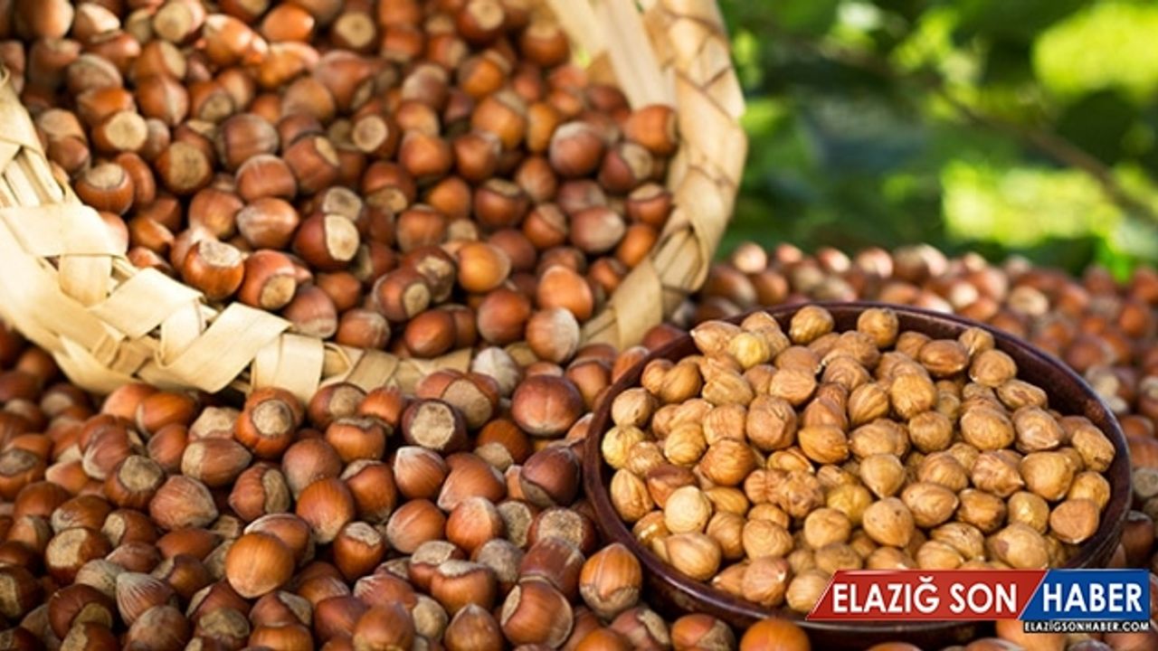 Türkiye'nin fındık ihracatında ilk sırayı yine Almanya aldı
