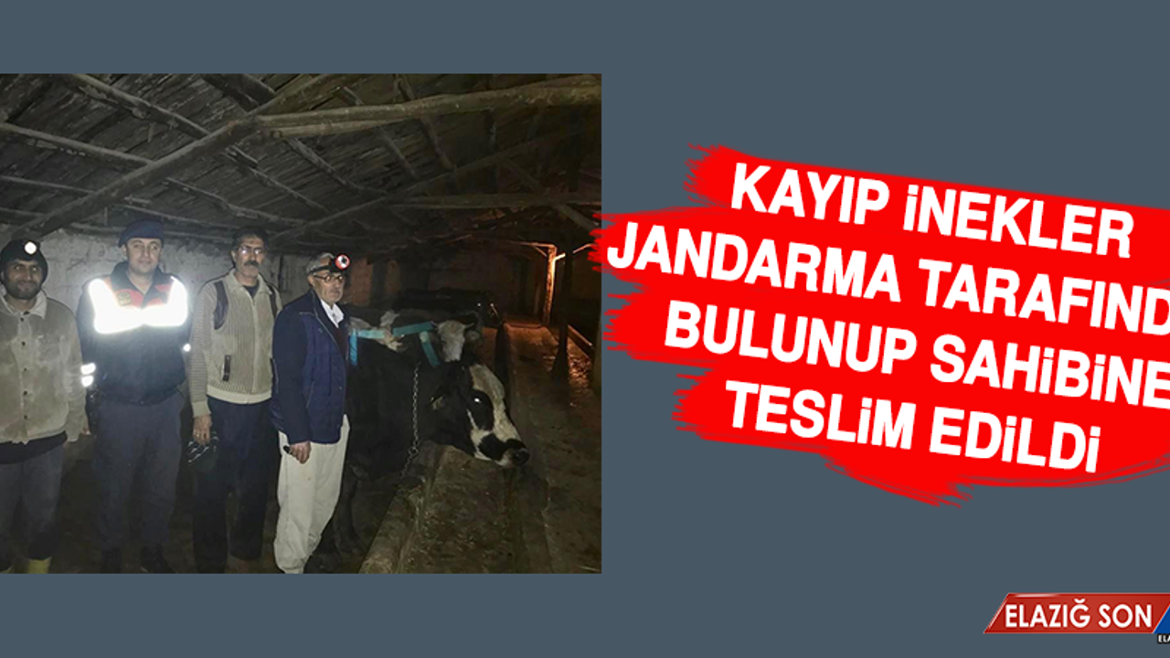 Kayıp İnekler Jandarma Tarafından Bulunup Sahibine Teslim Edildi