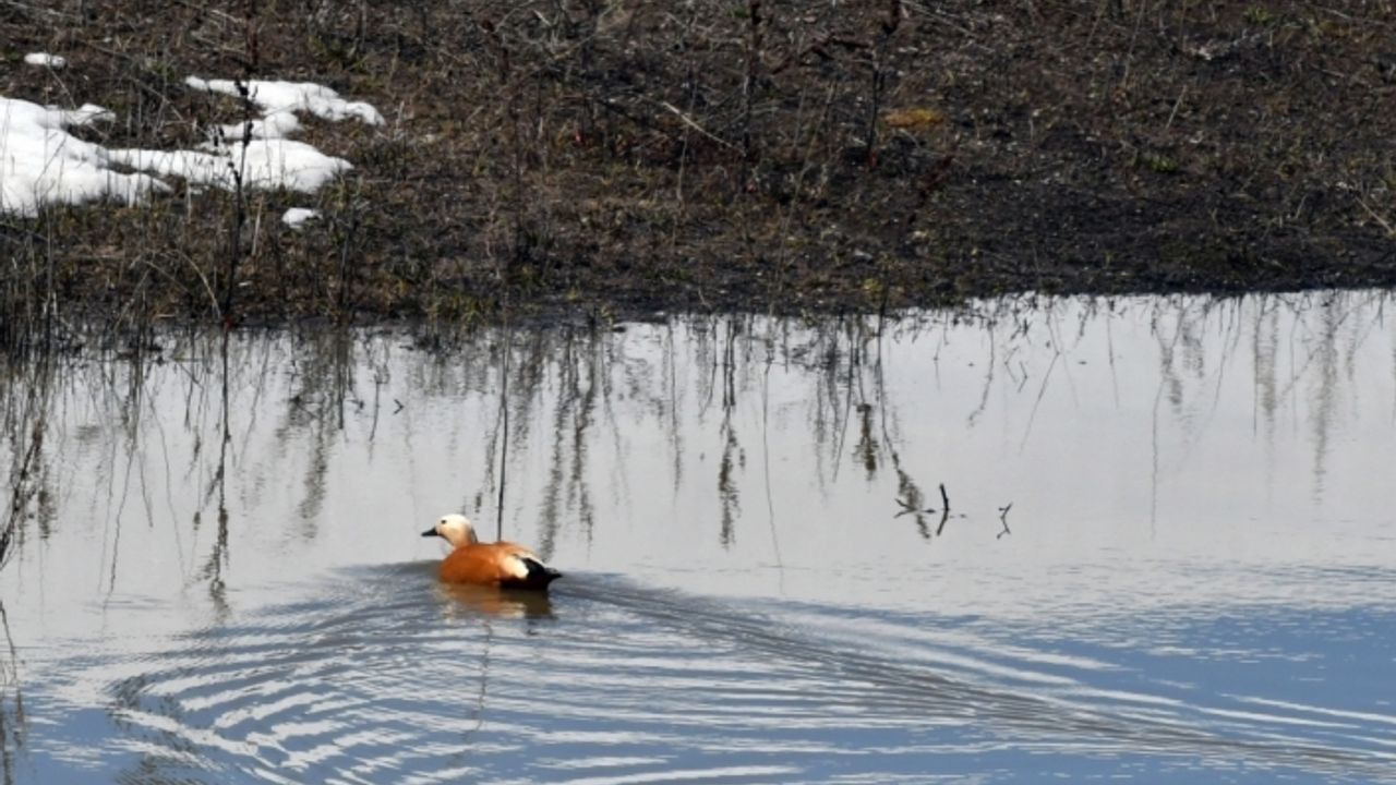 Rengarenk çiçekler ve beyaz örtüyle kaplı ormanlar arasındaki güzellik