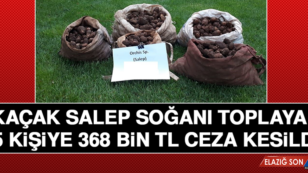 Kaçak Salep Soğanı Toplayan 5 Kişiye 368 Bin Tl Ceza Kesildi