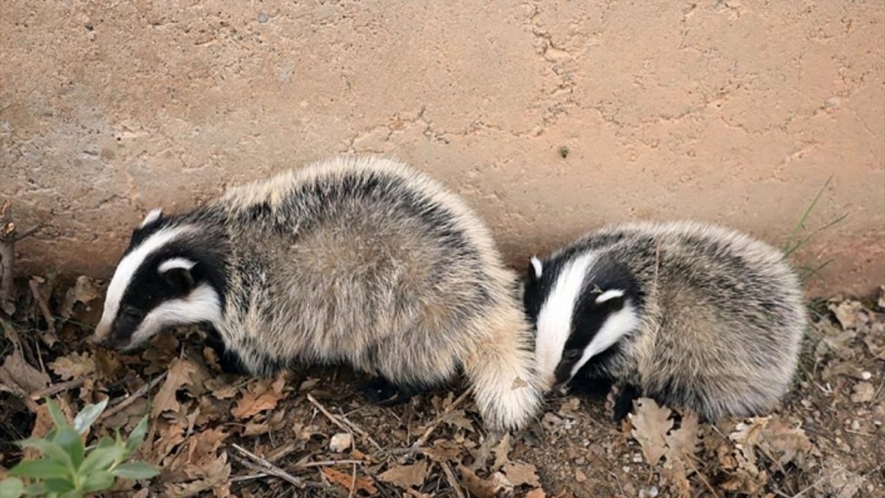 Ovacık'ta nesli tükenme tehlikesi altındaki siyah beyaz renkli porsuklar görüntülendi