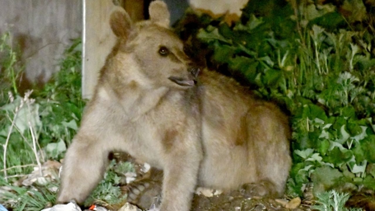 Kars'ta acıkan boz ayı mahalleye inerek yiyecek aradı