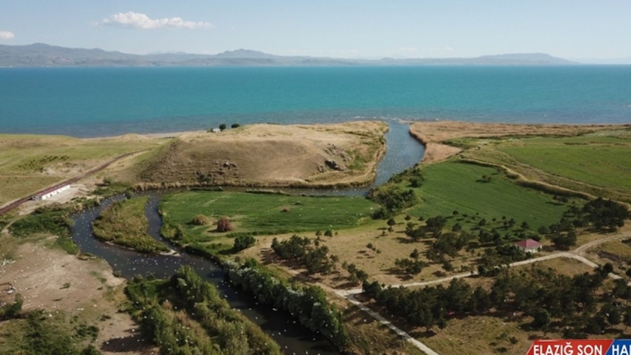 Normalleşme süreci inci kefalinin göç yolculuğuna ilgiyi artırdı