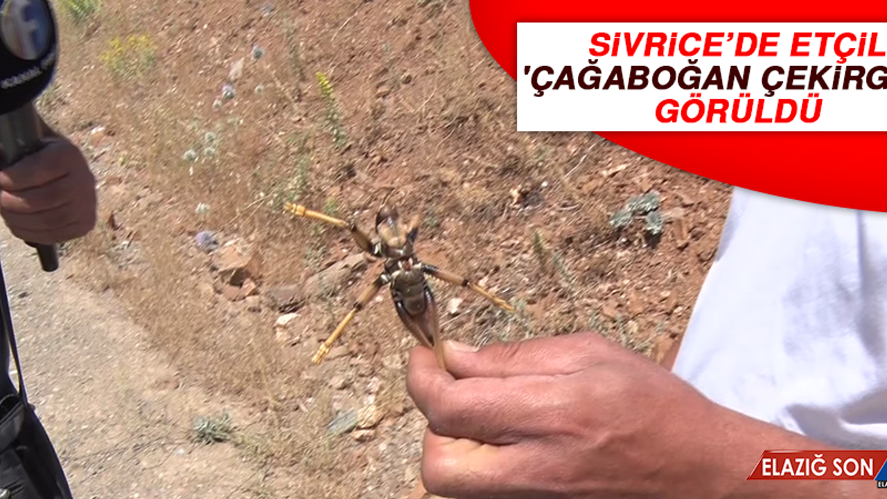 Sivrice’de Etçil 'Çağaboğan' Çekirgesi Görüldü