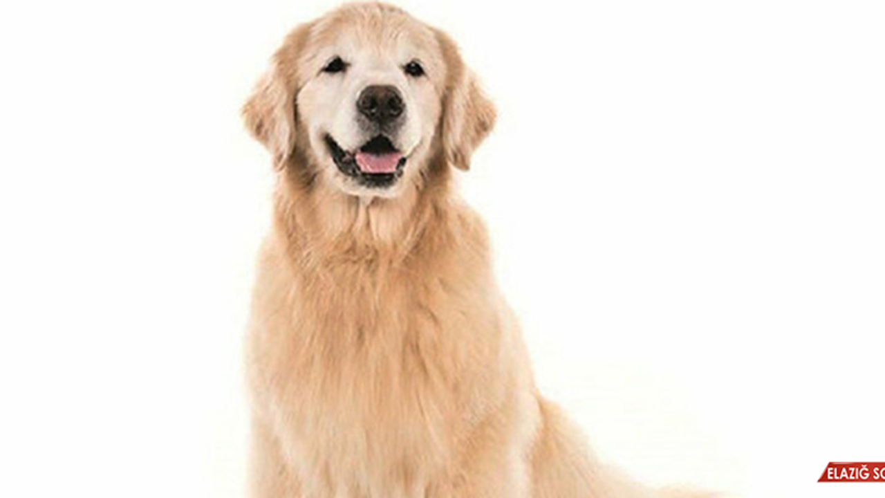 Artık Hayvanlar 'Eşya' Değil 'Canlı' Olacak