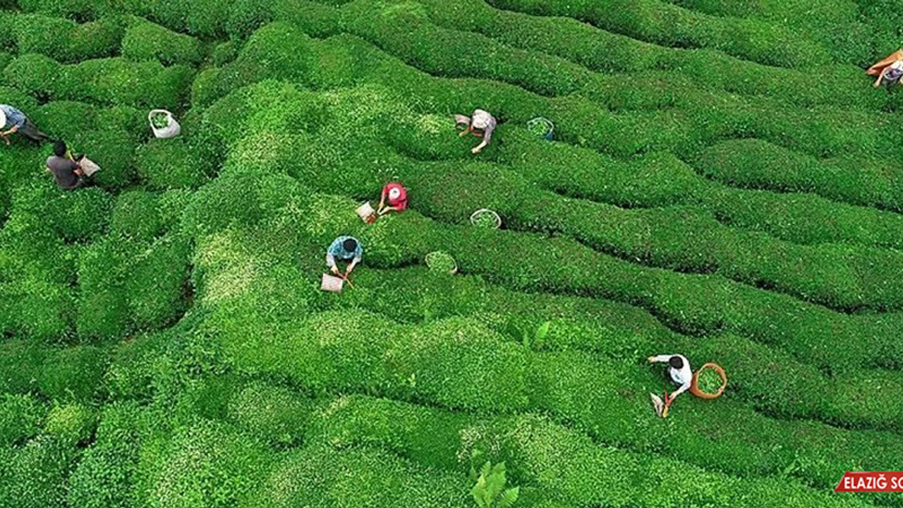 ÇAYKUR, 2020'de 752 Bin Ton Yaş Çay Aldı