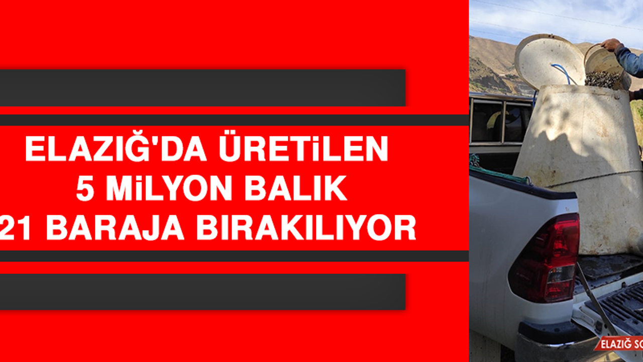 Elazığ'da Üretilen 5 Milyon Balık 21 Baraja Bırakılıyor