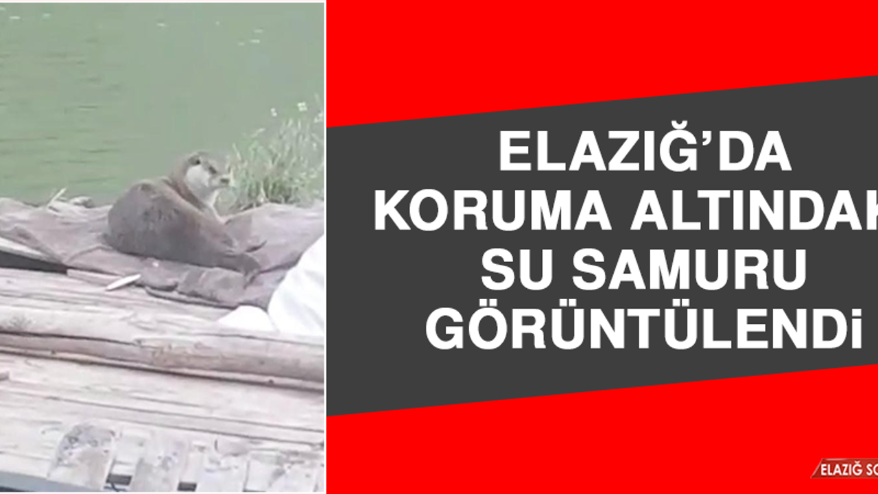 Elazığ’da Koruma Altındaki Su Samuru Görüntülendi