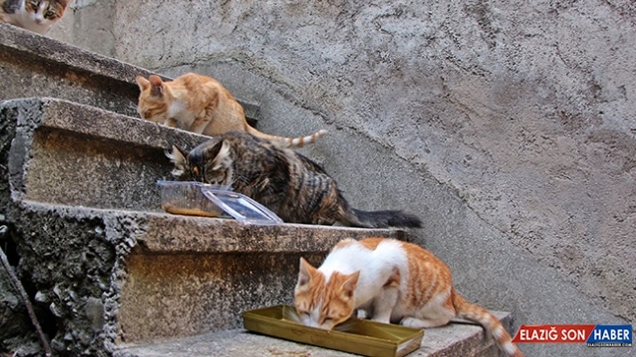 Emekli maaşıyla mahalledeki sokak kedilerine bakıyor