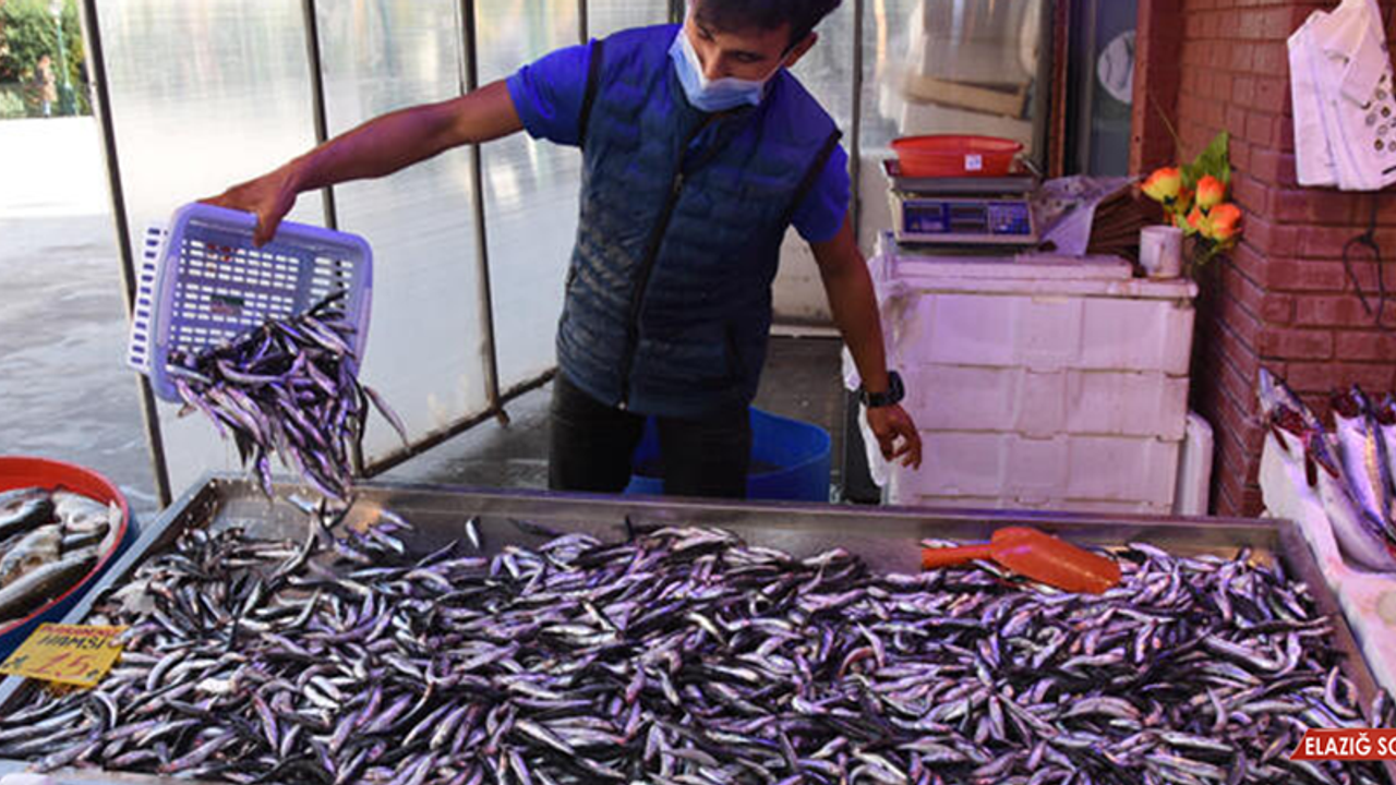 Eskişehir’de Hamsinin Kilosu 15 Liraya Düştü